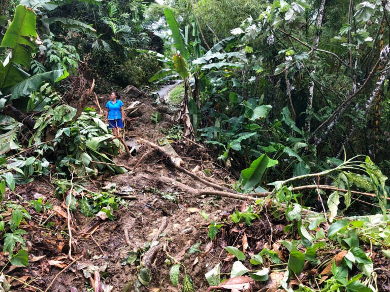 A person stands in the midst of fallen branches.