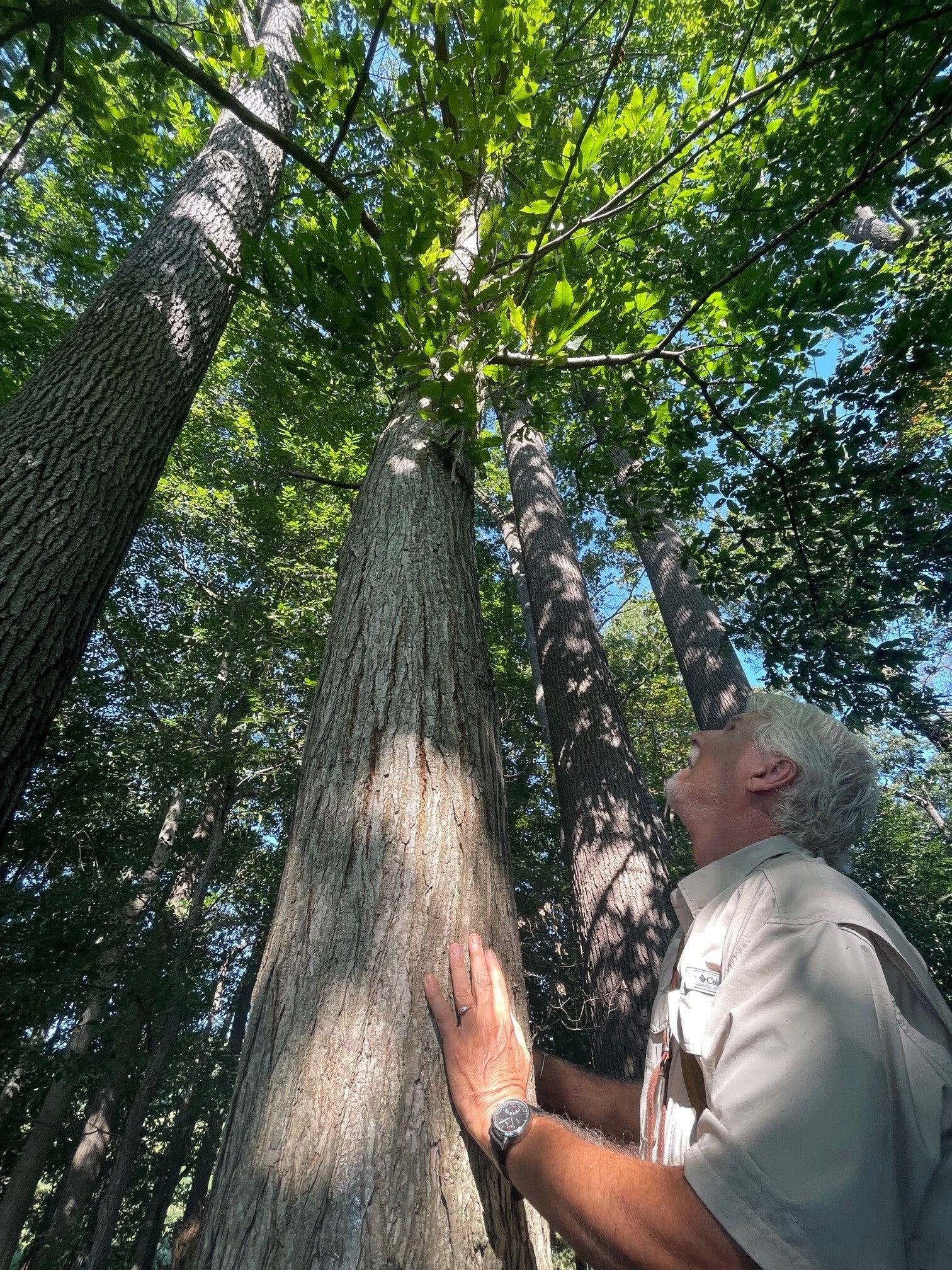 Hunter Finds Delawares Only Full Grown American Chestnut Whyy