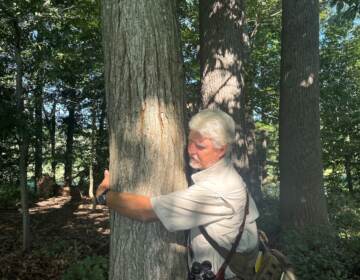 Jim White can barely get his long arms around the American chestnut found ina remote part of Coverdale Farm Preserve. (Cris Barrish/WHYY)