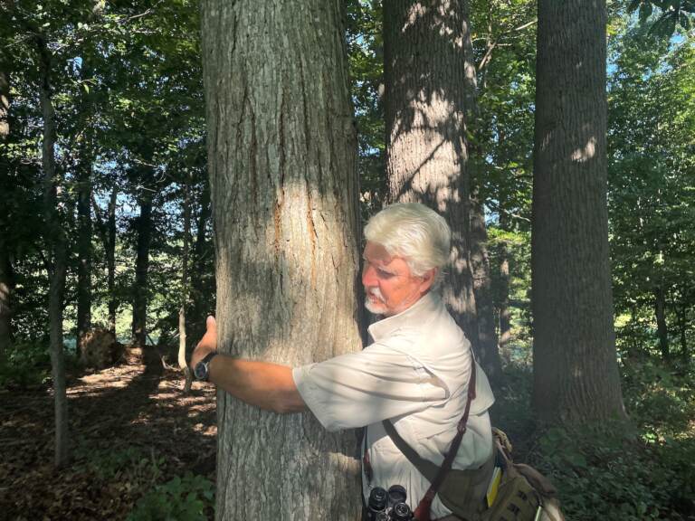 Jim White can barely get his long arms around the American chestnut found ina remote part of Coverdale Farm Preserve. (Cris Barrish/WHYY)