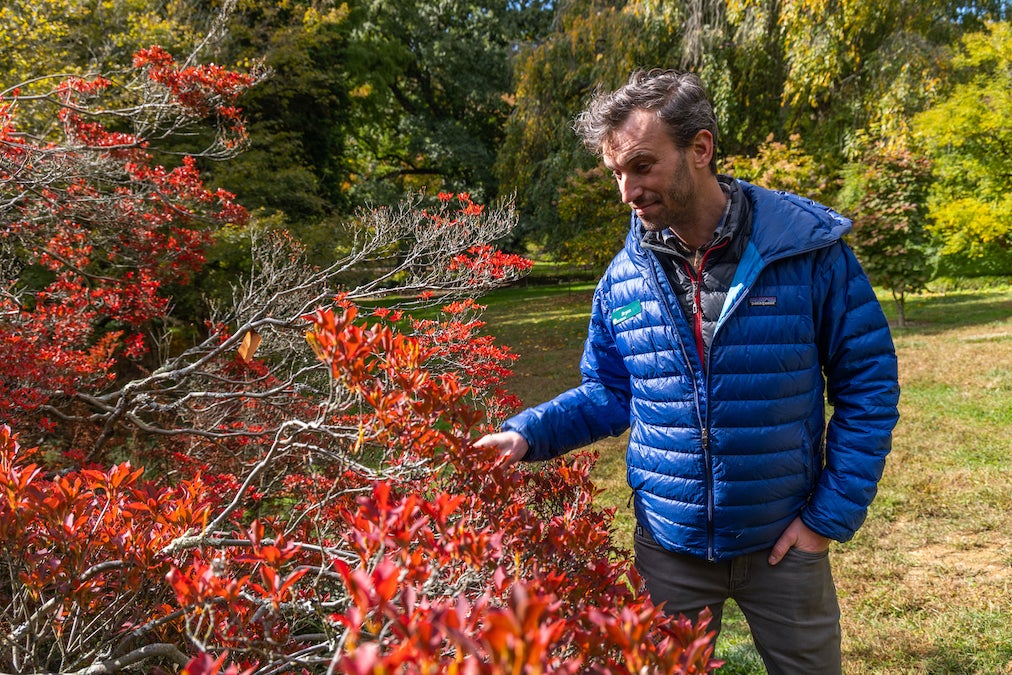 Morris Arboretum Director of Education Bryan Thompson-Nowak examines an enkianthus tree changing in fall.