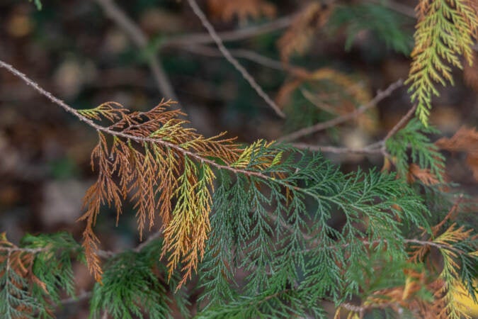 Fall foliage of a cypress tree at Morris Arboretum.