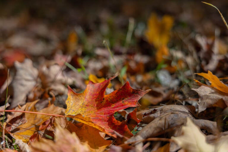 Don't bag up falling leaves