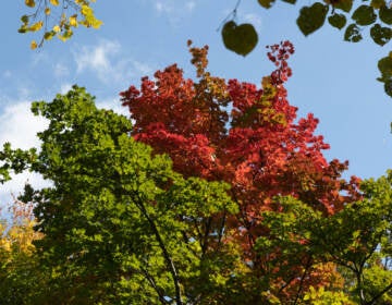 A Japanese maple tree turned bright red at Morris Arboretum.