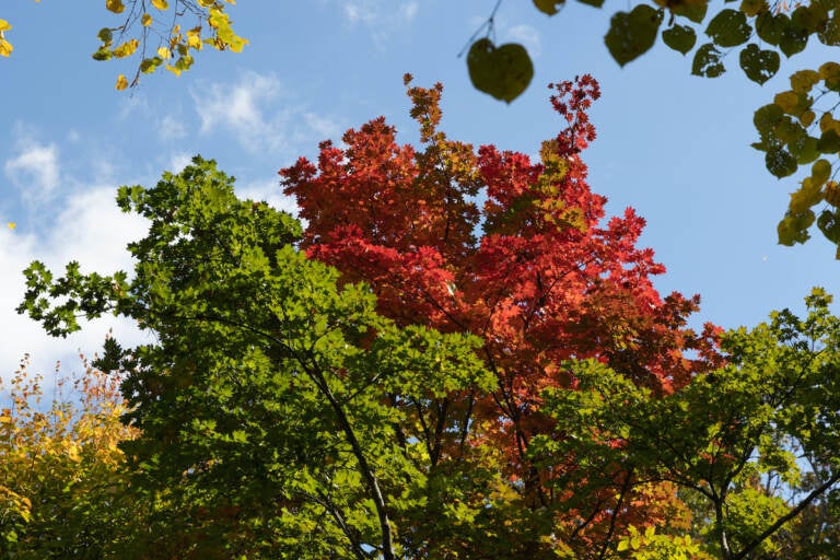 A Japanese maple tree turned bright red at Morris Arboretum.