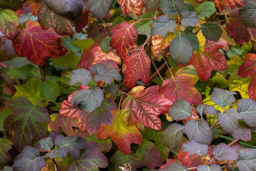 Autumn foliage of an Oakleaf Hydrangea at Morris Arboretum.