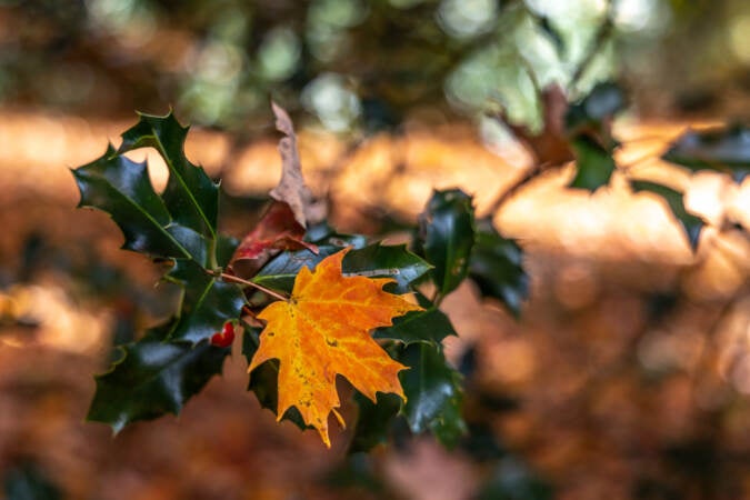A sugar maple leaf balances on a winterberry holly tree at Morris Arboretum.