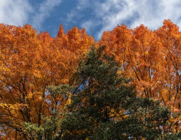 Sugar maple trees at Morris Arboretum in their peak fall glory.