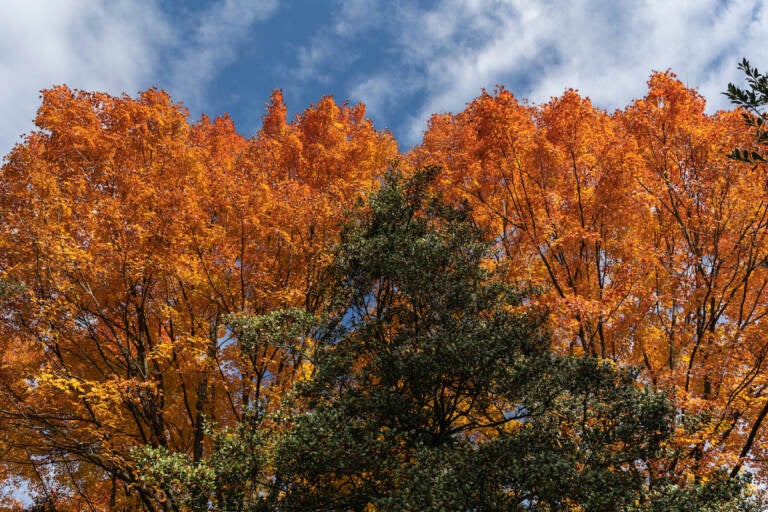 Sugar maple trees at Morris Arboretum in their peak fall glory.