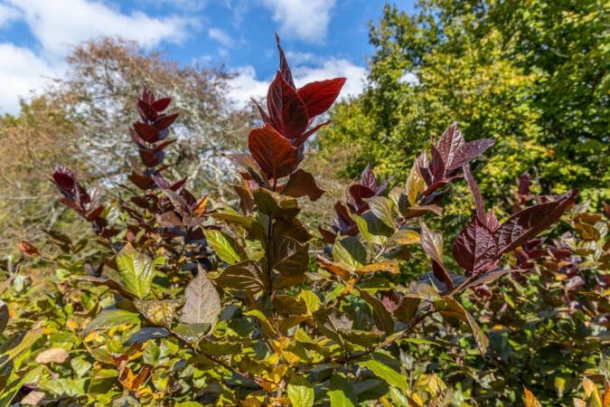 Fall foliage of a burgundy spice sweetbush at Morris Arboretum.