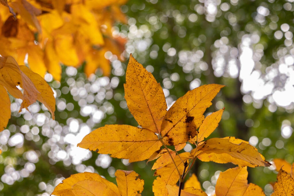 Fall foliage of a three-flowered maple tree at Morris Arboretum.