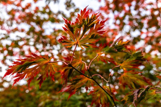 Fall foliage of a Japanese maple tree at Morris Arboretum.