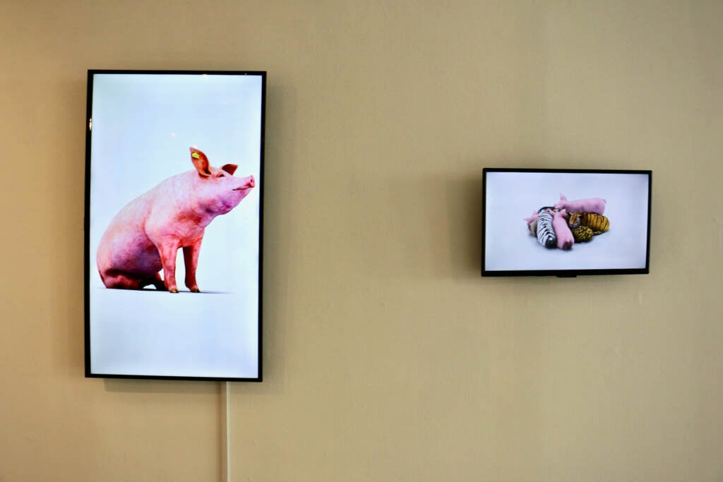 Two pictures of pigs are displayed on the wall.