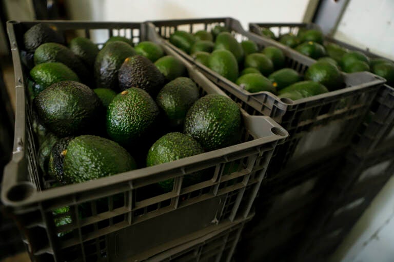 Crates of avocados wait to be processed at a packing plant in Uruapan, Mexico, Wednesday, Feb. 16, 2022. (AP Photo/Armando Solis)