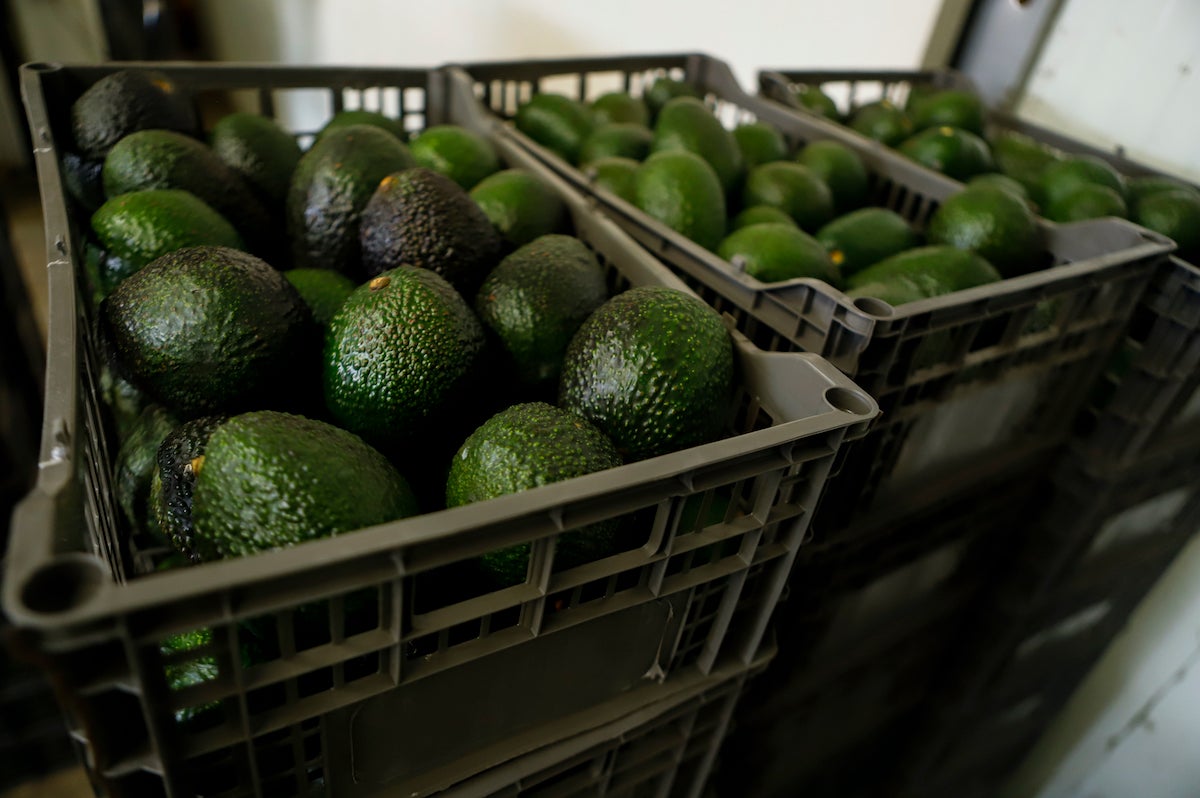 Philadelphia nonprofit to give away over 2,000 lbs of avocados at FDR ...