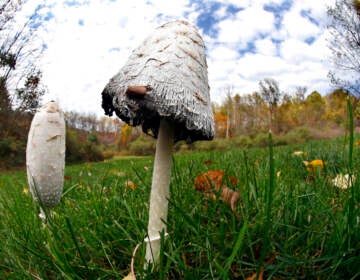 An up-close view of wild mushrooms.