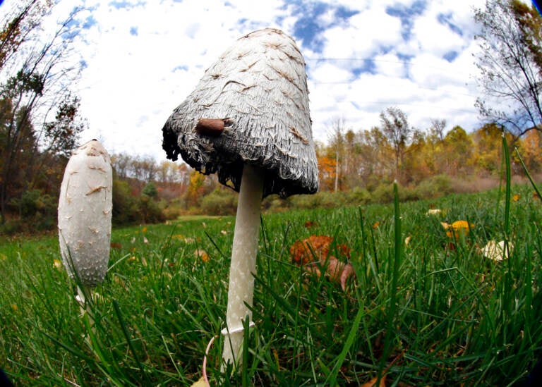 An up-close view of wild mushrooms.