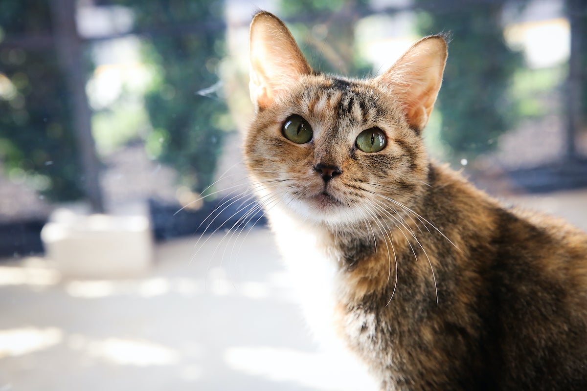 Brandywine Valley SPCA opens ‘largest animal welfare facility’ WHYY