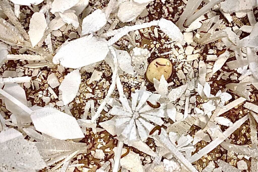 An overview shot of a Styrofoam meadow filled with mealworms.