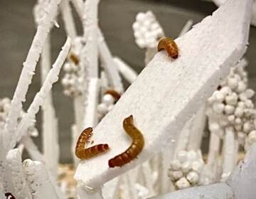 An up-close view of mealworms on Styrofoam