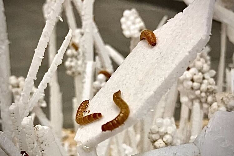 An up-close view of mealworms on Styrofoam