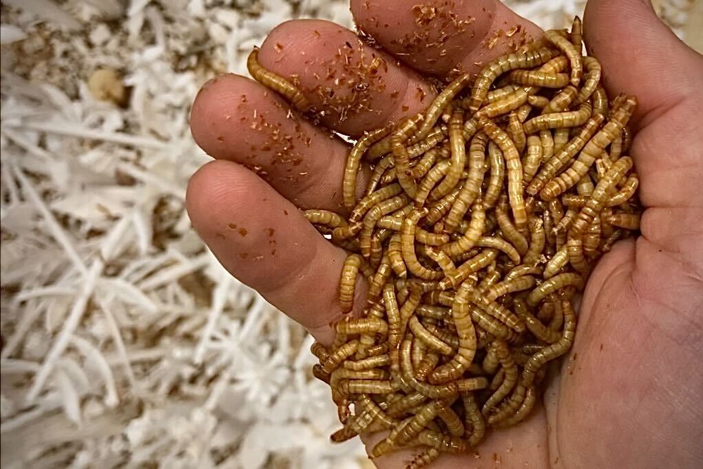 An up-close view of mealworms in someone's hand