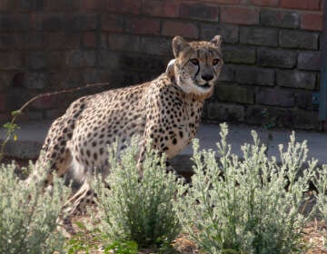 A cheetah runs inside a quarantine section before being relocated to India. (AP Photo/Denis Farrell)