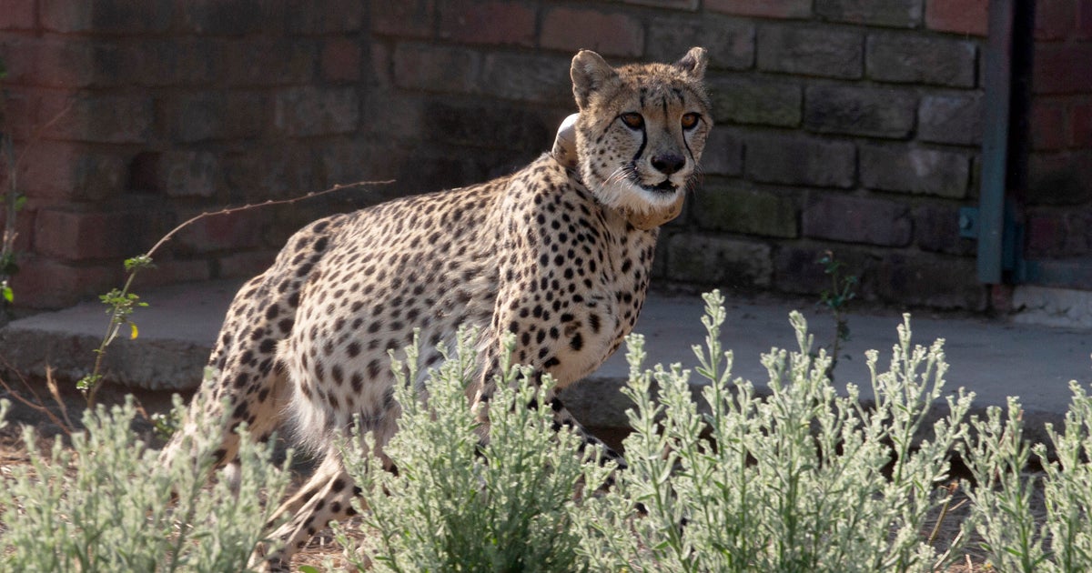 Can the cheetah help save Indias grasslands?  WHYY
