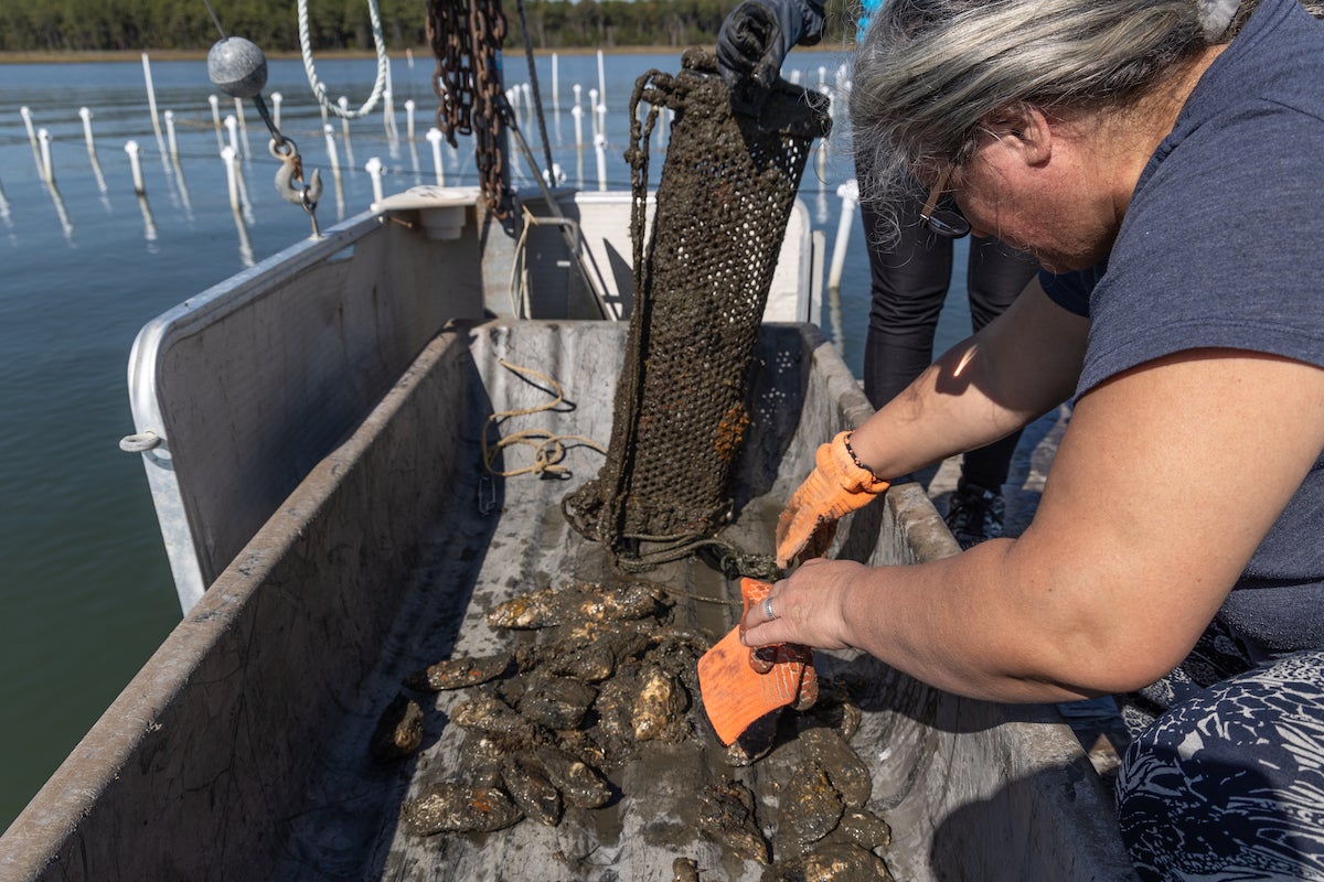 Sustainable aquaculture studied in Delaware Rehoboth Bay WHYY