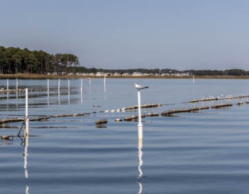 The Rehoboth Bay oyster farm helps to clean the water and thus diversity in the bay is increasing. (Kimberly Paynter/WHYY)