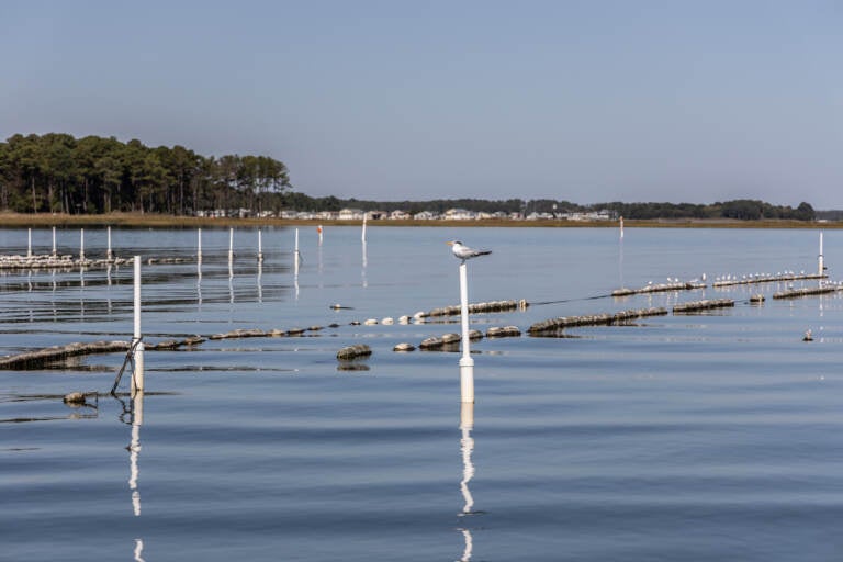 The Rehoboth Bay oyster farm helps to clean the water and thus diversity in the bay is increasing. (Kimberly Paynter/WHYY)