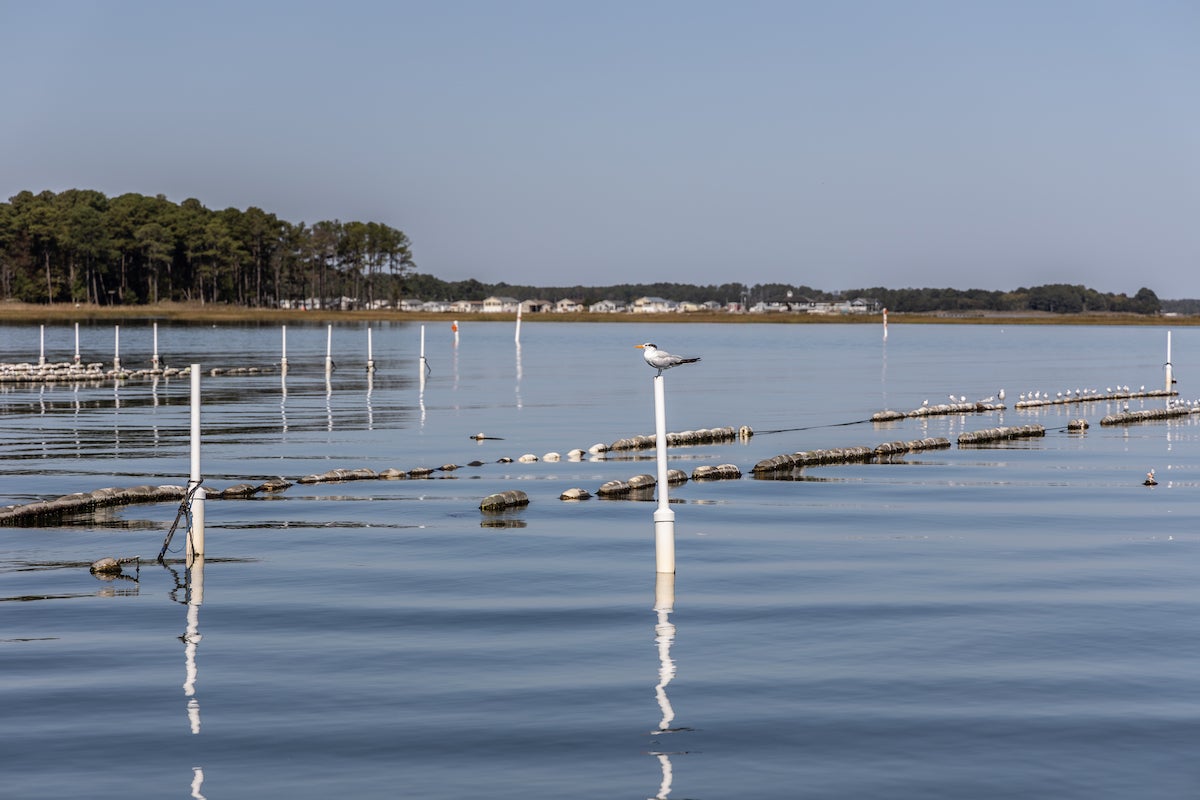 What does sustainable aquaculture look like in Delaware’s Rehoboth Bay?