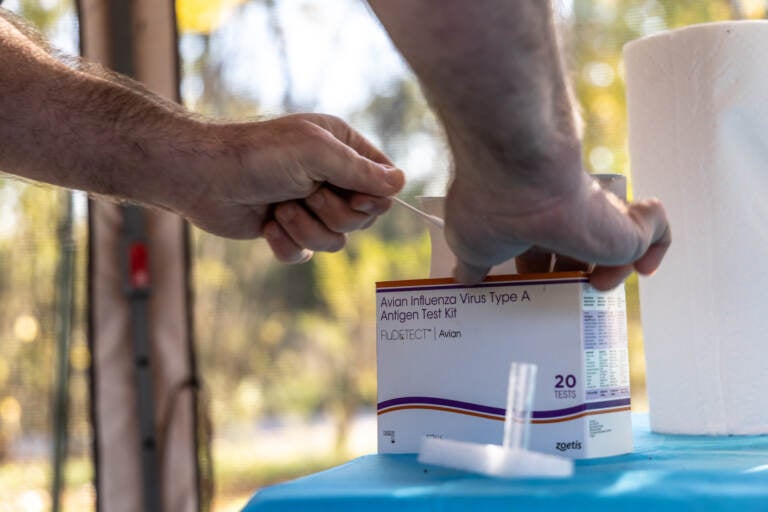 A close-up of hands opening a box that is a test kit for avian flu.