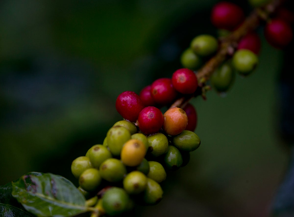 A medida que el cambio climático amenaza la producción de café y té, ¿de dónde provendrá nuestro futuro entusiasmo?