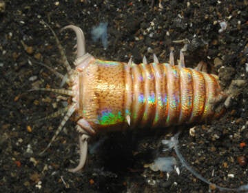 Eunice aphroditois, better known as the bobbit worm, is a benthic bristle worm that lives in warm marine waters. It can grow up to three meters long (Big Stock). 