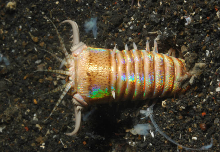 Horrifying Blue Face Worm