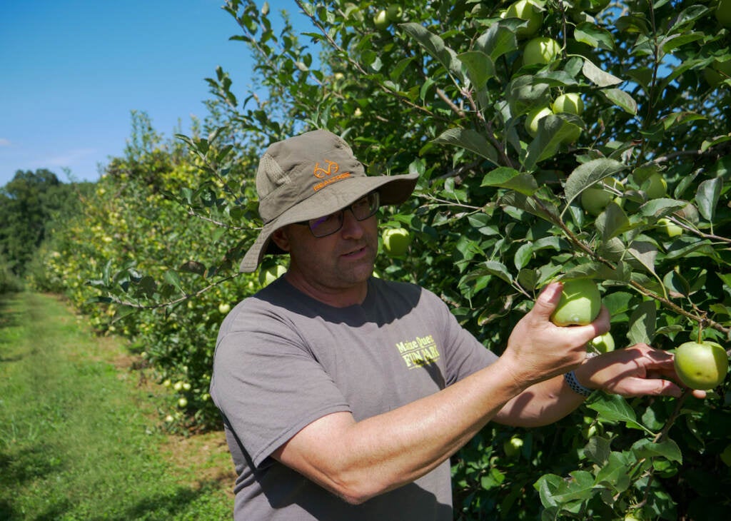 A man holds an apple from an apple tree.