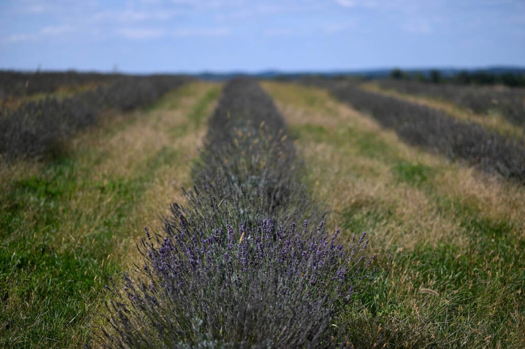 A row of lavender in a field.