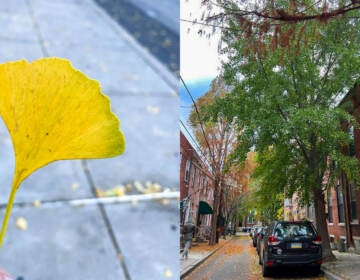 Left: Some ginkgo leaves have turned golden and dropped, but some trees around Philly are holding onto their still-green foliage LIZZY MCLELLAN RAVITCH; DENA DRISCOLL