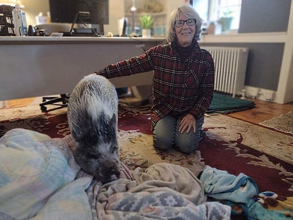 A woman kneels on the floor in a living room next to a potbellied pig.