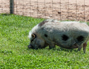 A potbellied pig grazes in the grass behind a fence.