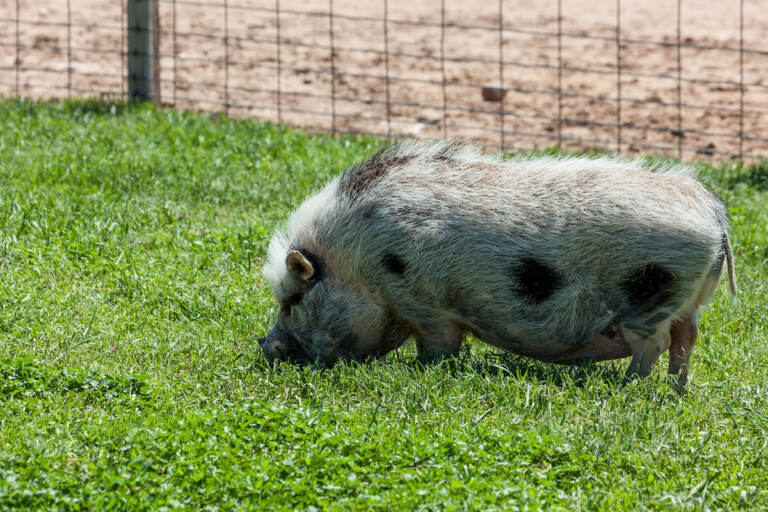 A potbellied pig grazes in the grass behind a fence.