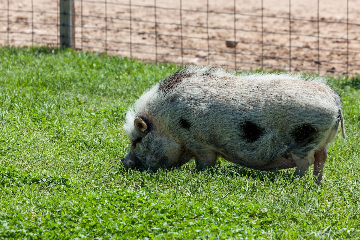 can pigs give dogs diseases