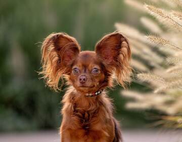 A close-up photo of a red-brown dog with big, furry ears.