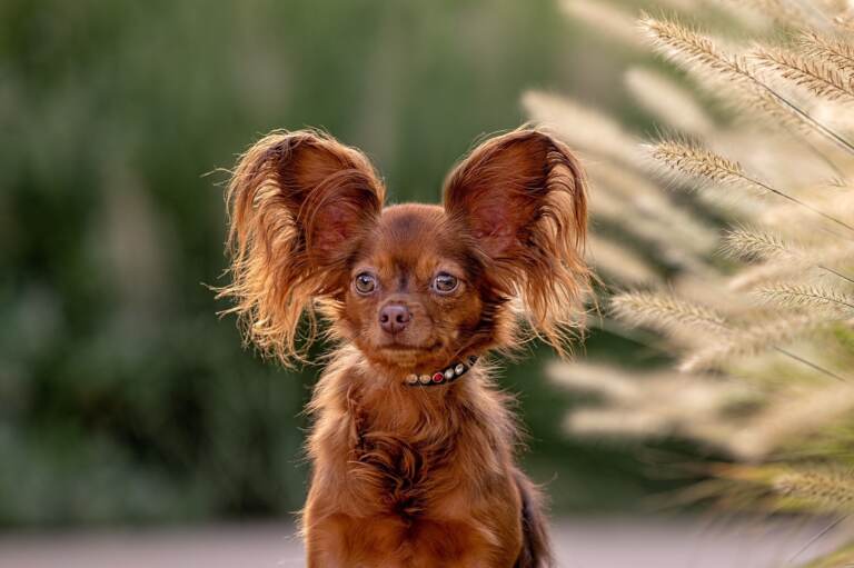 A close-up photo of a red-brown dog with big, furry ears.