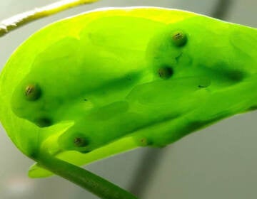 A group of glassfrogs sleeping together upside down on a leaf, showing their camouflage. (Jesse Delia)