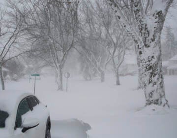 A car and trees are covered in snow.