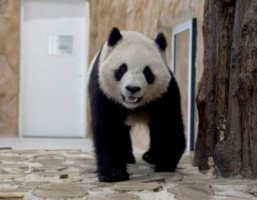 Thuraya, the female Panda sent by China to Qatar as a gift for the World Cup, walks in a shelter at the Panda House Garden in Al Khor, near Doha, Qatar. (Lujain Jo/AP)