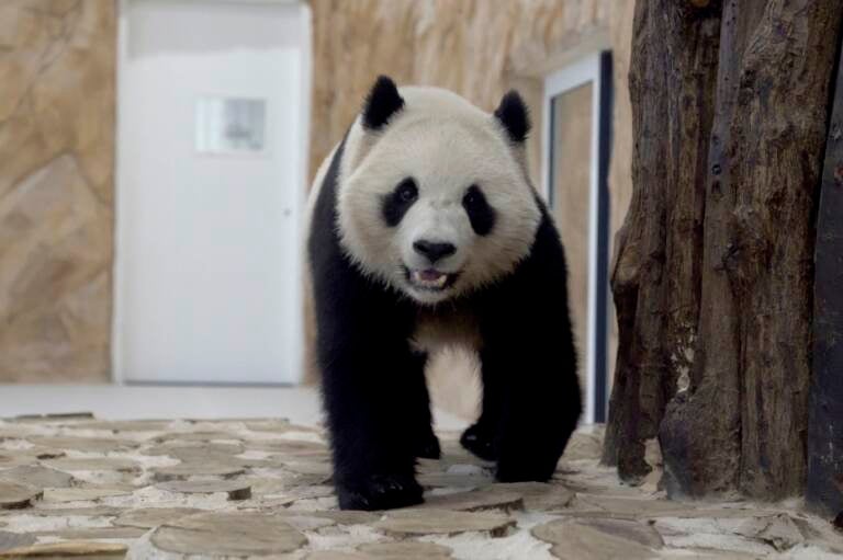 Thuraya, the female Panda sent by China to Qatar as a gift for the World Cup, walks in a shelter at the Panda House Garden in Al Khor, near Doha, Qatar. (Lujain Jo/AP)