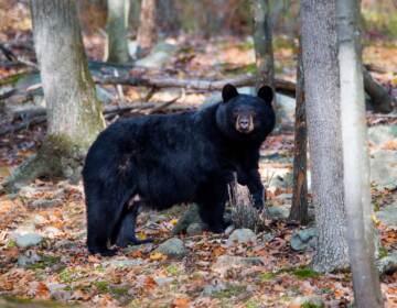 Black bear in the woods